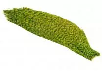 1/2 Whiting American Rooster Cape 13 1/2 Whiting American Rooster Cape - Bilde 11