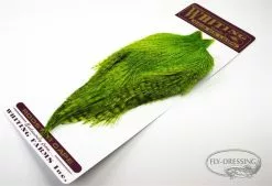 Whiting Coq De Leon Rooster Cape -I Enden Av Snøret Salg ivro5q 1679036516 48580 780 341 pck