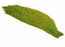 1/2 Whiting American Rooster Cape 8 1/2 Whiting American Rooster Cape - Bilde 6